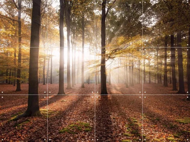 IXXI Autumn in the Forest, Claire Droppert - 80 x 60 cm - Grote wanddecoratie en posters - Naturalisme, Impressionisme, Fotografie, Realisme, Gang Groen / Bruin