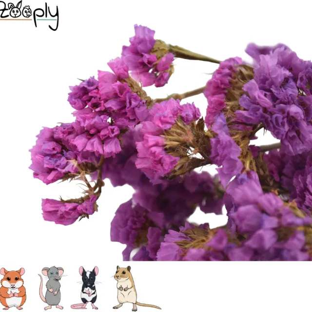Zooply Strandlavendel - Roze - 70 gram - in koker