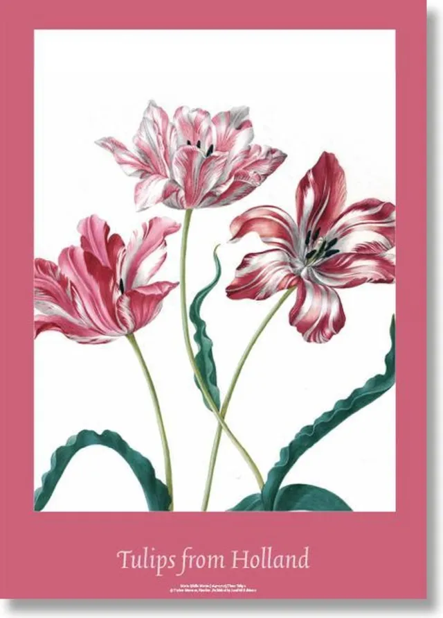 Lanzfeld (museumwebshop.com) Poster, 50x70, Tulpen, Merian blauw