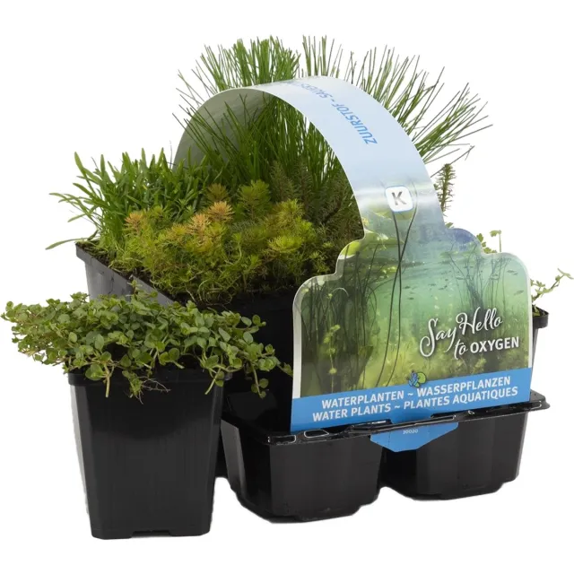 Bloomique Set van 6 - Zuurstofrijke Vijverplanten - Hippuris - Hydrocotyle - Lilaeopsis - Myriophyllum - Rotala - Scirpus - Vijverzone 5 - Hoogte 15-25 cm - Pot 9 cm 6x zuurstofrijke vijverplanten