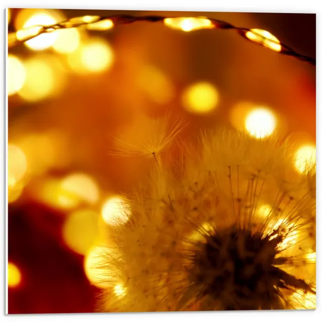 KuijsFotoprint Forex - Paardenbloem bij Goud Licht - 50x50cm Foto op Forex