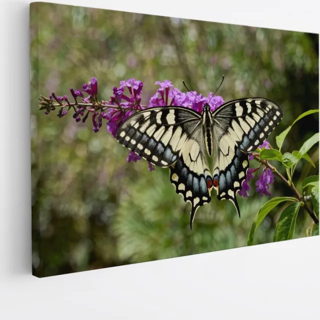 Saammp Canvas Schilderij - Vlinder - Bloemen - Dieren - 30x20 - Foto op canvas - Wanddecoratie - muurdecoratie Woonkamer - Slaapkamer decoratie - Canvas Print Multicolor