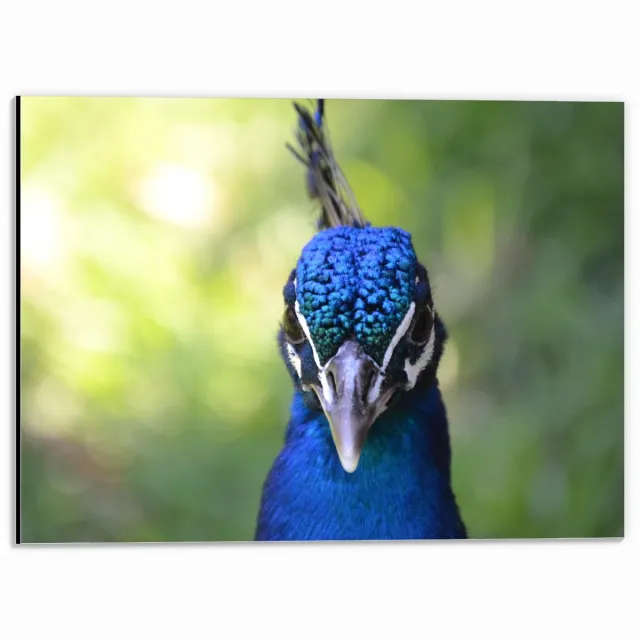 KuijsFotoprint Dibond - Pauwenkop met Groene Achtergrond - 40x30cm Foto op Aluminium (Met Ophangsysteem) Blauw