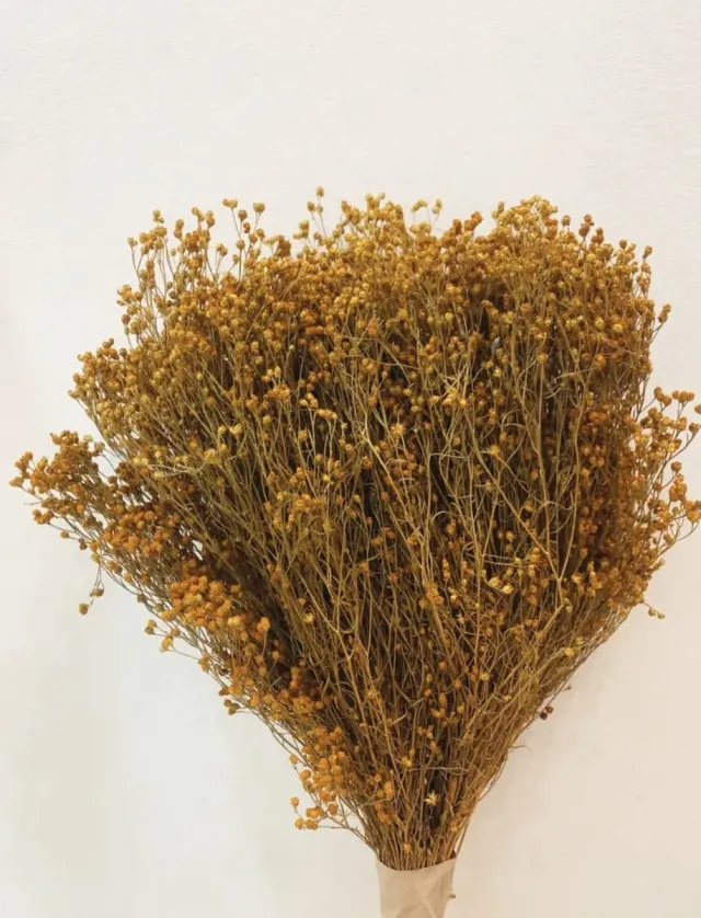 DBG Broom Bloom geel - gedroogde bloemen - 100 gram - ecologisch geteeld