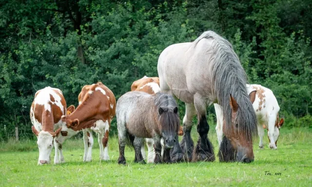 Passion For Art Trekpaarden TW16 - Poster - Ton van der Weerden - 70 x 100 cm kleur