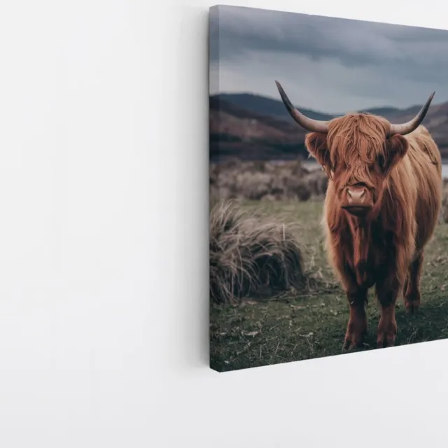 Saammp Canvas Schilderij - Schotse Hooglander Koe in de wei - Schotland - Dieren - Portret - 30x30 - Foto op canvas - Wanddecoratie - muurdecoratie Woonkamer - Slaapkamer decoratie - Canvas Print Multicolor