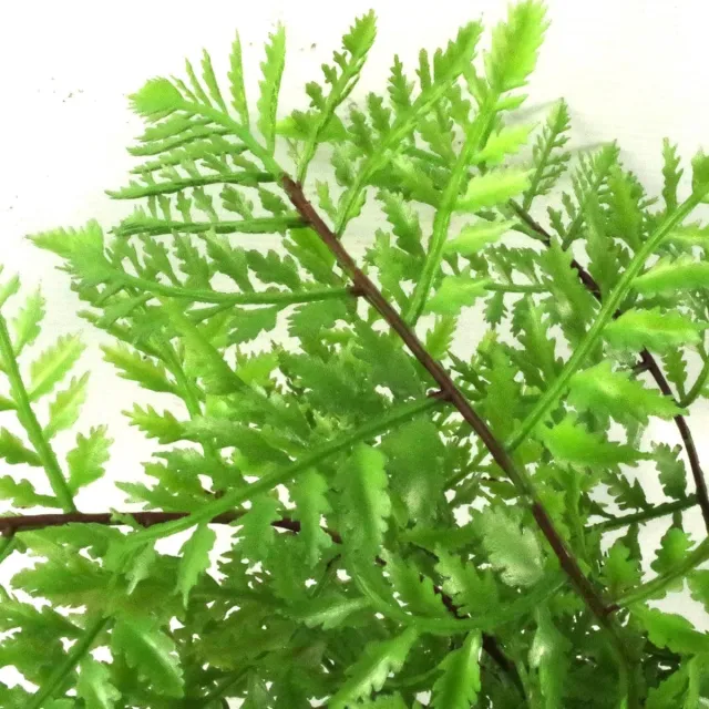 leaf Mini Kunstvaren in Pot 30cm Kunststof Zuidelijke Houtvaren groen