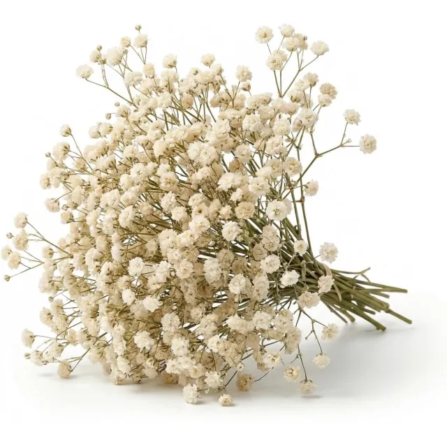 Drwosm 100 stuks Gypsophila - gedroogd - wit - natuurlijke gedroogde bloemen - decoratief voor gastgeschenken en hars - echte mini-bloemen om te knutselen - kaarsen - nail art - bruiloft en woondecoratie