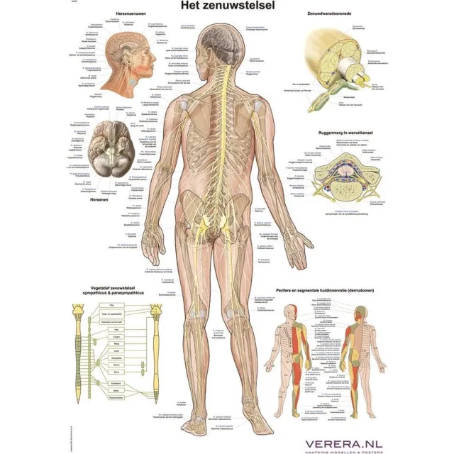 Verera.nl Anatomie poster zenuwstelsel (Nederlands/Latijn, papier, 50x70 cm) zonder ophangsysteem