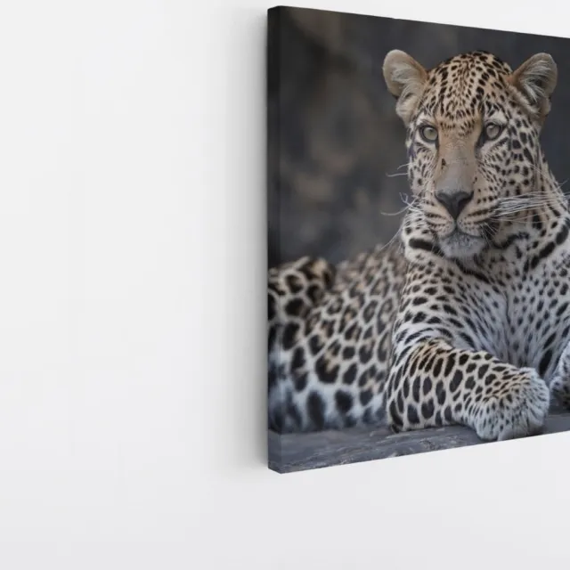 Saammp Canvas Schilderij - Panter op steen - Natuur - Dieren - 40x40 - Foto op canvas - Wanddecoratie - Muurdecoratie Woonkamer - Slaapkamer decoratie - Canvas Print Multicolor