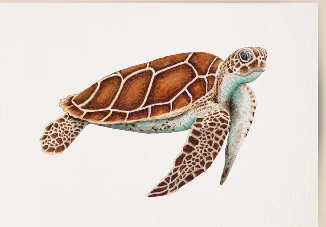 World of Mies poster zeeschildpad - A4 - mooi dik papier - Snel verzonden! - tropisch - zeedieren - dieren in aquarel - geschilderd door Mies