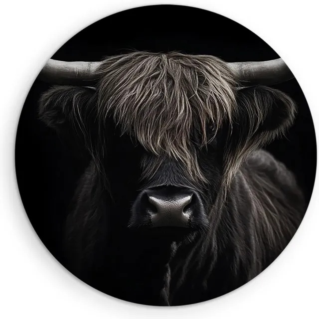 Saammp Forex Muurcirkel - Schotse hooglander koe - Portret - natuur - Ø 80 - Wandcirkel - Wanddecoratie Cirkel - Muurdecoratie Woonkamer - Slaapkamer decoratie - Rond Schilderij