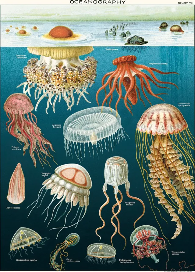 Cavallini & Co Vintage poster/schoolplaat - Kwallen blauw