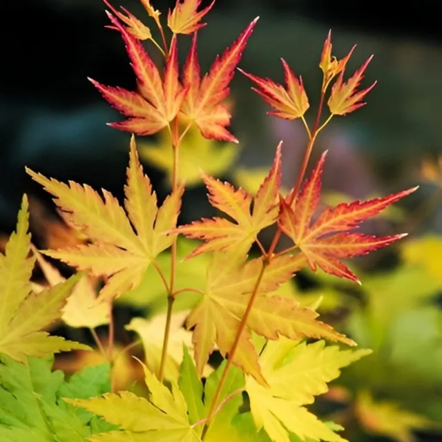 Countryfield Acer palmatumsteel l2b25h70 cm geel kunstbloem Decostar oranje