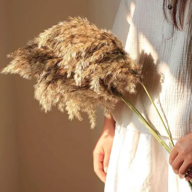 HBX Deco Pampas pluimen | 10 stuks | Cortaderia | 75cm | Droogbloemen Bruin