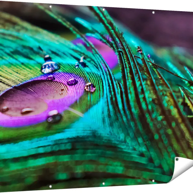 Gards Tuinposter Kleurrijke Pauw Veer met Waterdruppels - 160x120 cm - Tuindoek - Tuindecoratie - Wanddecoratie buiten - Tuinschilderij Multikleur