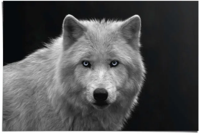 REINDERS Poster White Wolf - blue eyes - 61 x 91,5 - Papier - REINDERS