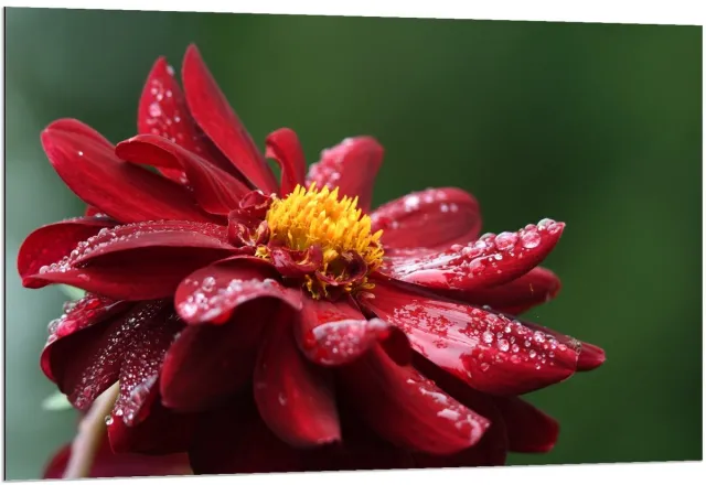 KuijsFotoprint Dibond - Rode Bloem met Waterdruppels - 120x80cm Foto op Aluminium (Wanddecoratie van metaal) Rood