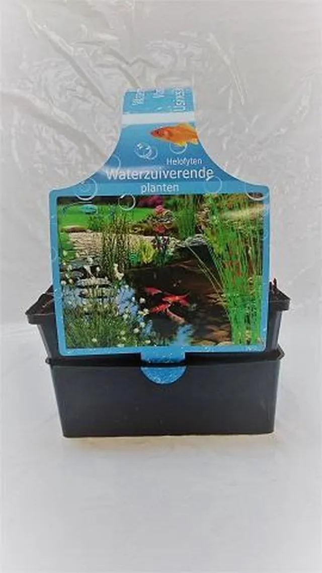 De Waterplantenspecialist Waterzuiverende planten (set van 6 stuks P9) diverse