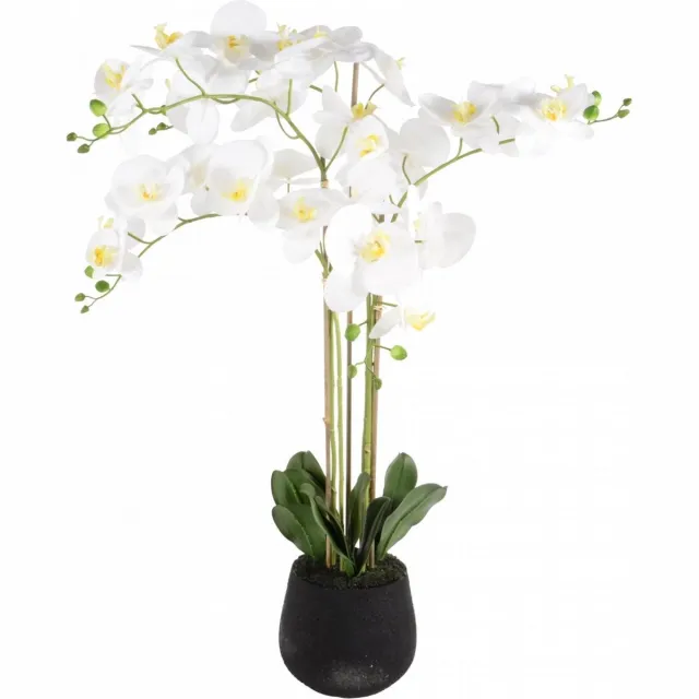 Lesliliving Phalaenopsis 5-tak h90cm wit