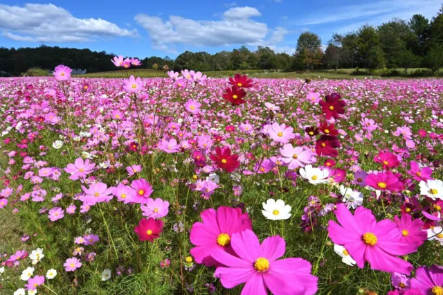 Vgdesign Roze bloemenveld 130x70 cm tuinposter banner VGDesign onbekend