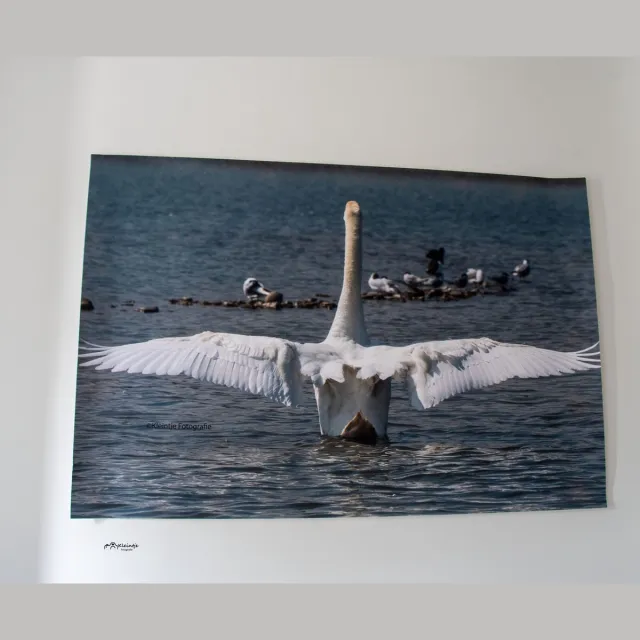 kleintje fotografie Zwaan Poster 60x 40 CM wit