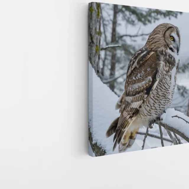 Saammp Canvas Schilderij - Uil in de sneeuw - winter - Dieren - 100x100 - Foto op canvas - Wanddecoratie - muurdecoratie Woonkamer - Slaapkamer decoratie - Canvas Print Multicolor