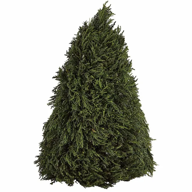 Loberon Sierboom Moran groen