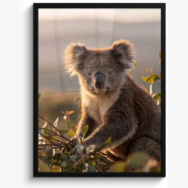FrameYourWall Poster in lijst - Fotolijst 50x70 cm - Posters - Koala - Bladeren - Ochtendlicht - Posterlijst zwart - Decoratie - Wanddecoratie woonkamer - Muurdecoratie slaapkamer