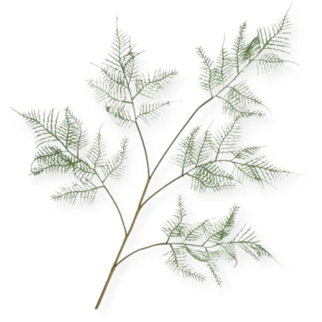 DK design Daan Kromhout - Kunsttak - Varen - Silk Fern Asparagus - 107cm Groen