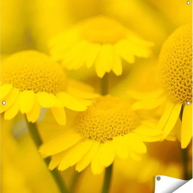 Gards Tuinposter Gele Kamille Bloemen - 100x100 cm - Tuindoek - Tuindecoratie - Wanddecoratie buiten - Tuinschilderij Multikleur
