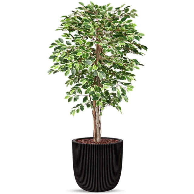 HTT Decorations Kunstplant Ficus bont in planter ball Groove zwart H170 cm