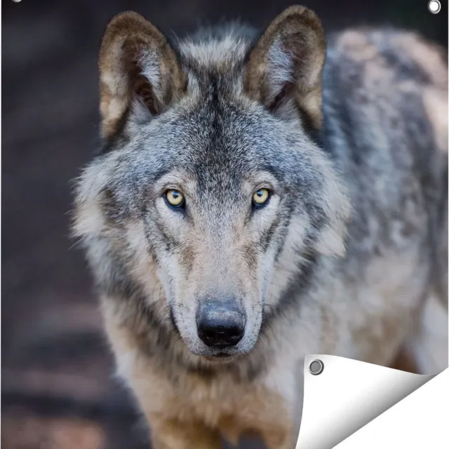 Gards Tuinposter Wolvenkop - Grijze Wolf - 60x60 cm - Tuindoek - Tuindecoratie - Wanddecoratie buiten - Tuinschilderij Multikleur