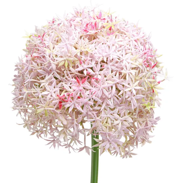 Viana Allium met roze bloemen kunstui Ø18cm L90cm