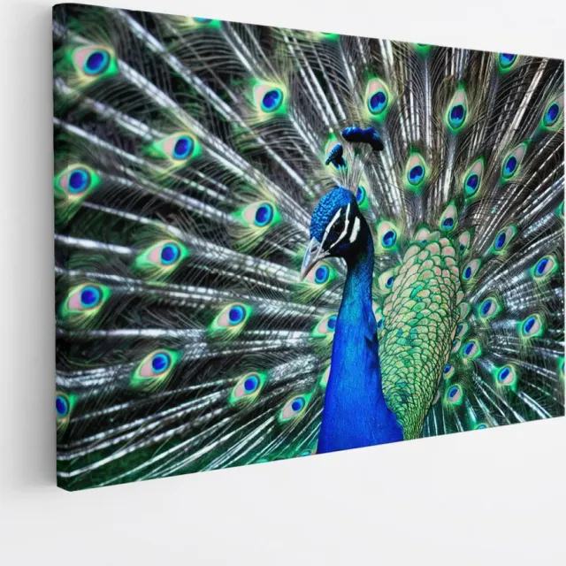 Saammp Canvas Schilderij - Pauw met grote hanen - Dieren - Bloemen - 40x30 - Foto op canvas - Wanddecoratie - muurdecoratie Woonkamer - Slaapkamer decoratie - Canvas Print Multicolor
