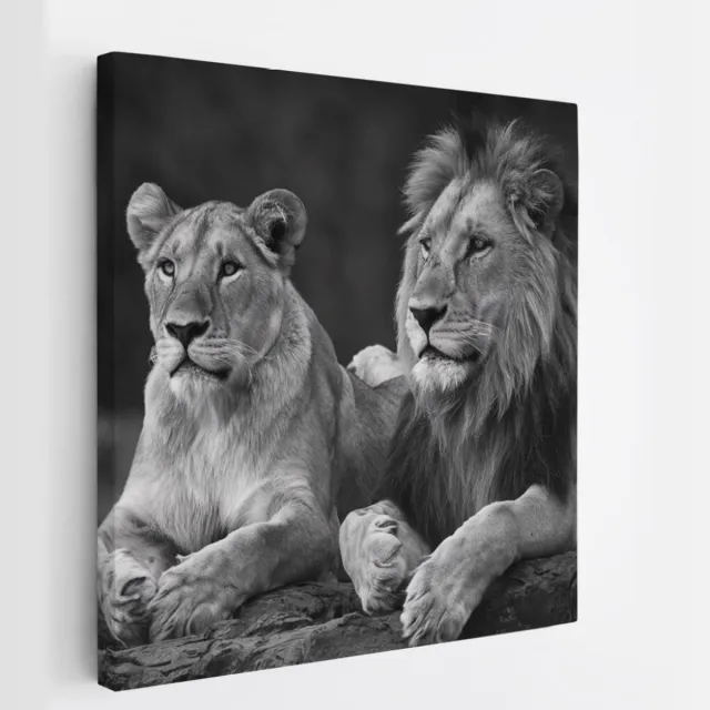 Saammp Canvas Schilderij - 2 Leeuwen op een steen - Dieren - Natuur - 30x30 - Foto op canvas - Wanddecoratie - Muurdecoratie Woonkamer - Slaapkamer decoratie - Canvas Print Multicolor