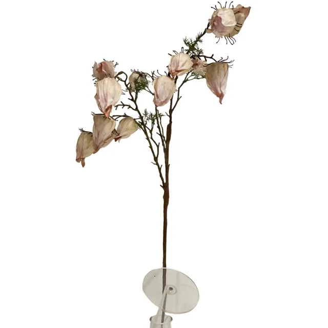 homebound by ky Kunsttak Leucocoryne off-white