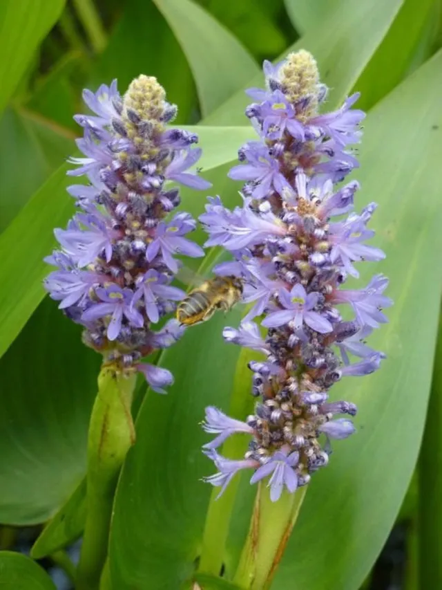 Waterplantenspecialist Pontederia cordata (set van 6 stuks P9) Paars