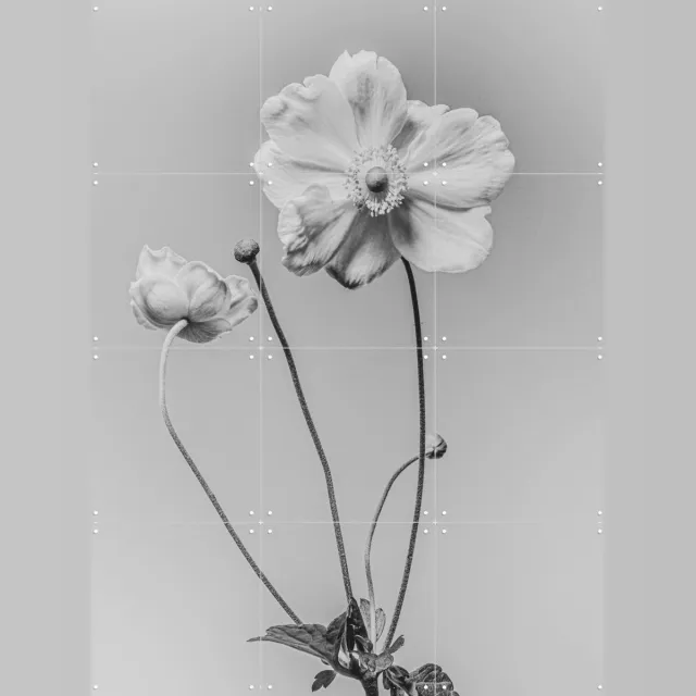 IXXI White Anamoon, Sander van Laar - 60 x 80 cm - Grote wanddecoratie en posters - Fotografie, Woonkamer, Slaapkamer, Natuur, Bloemen, Botanisch Wit / Zwart en wit / Monochroom