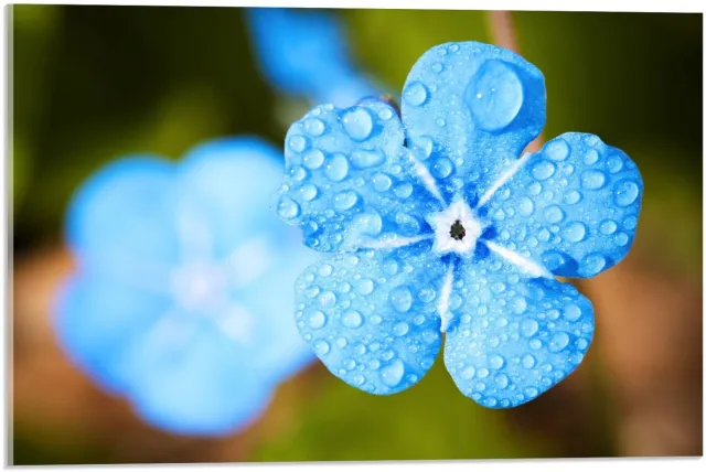 KuijsFotoprint Acrylglas - Licht Blauwe Bloem op Groene Achtergrond - 60x40cm Foto op Acrylglas (Met Ophangsysteem)