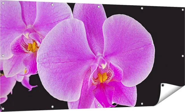 Gards Tuinposter Licht Paarse Orchidee - Bloem - 160x80 cm - Tuindoek - Tuindecoratie - Wanddecoratie buiten - Tuinschilderij Multikleur