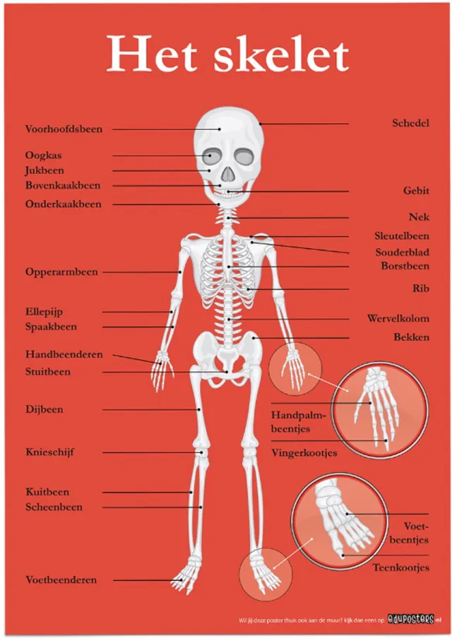 eduposters Educatieve poster (Posterpapier) - Biologie het skelet - 42 x 59.4 cm (A2) Beige