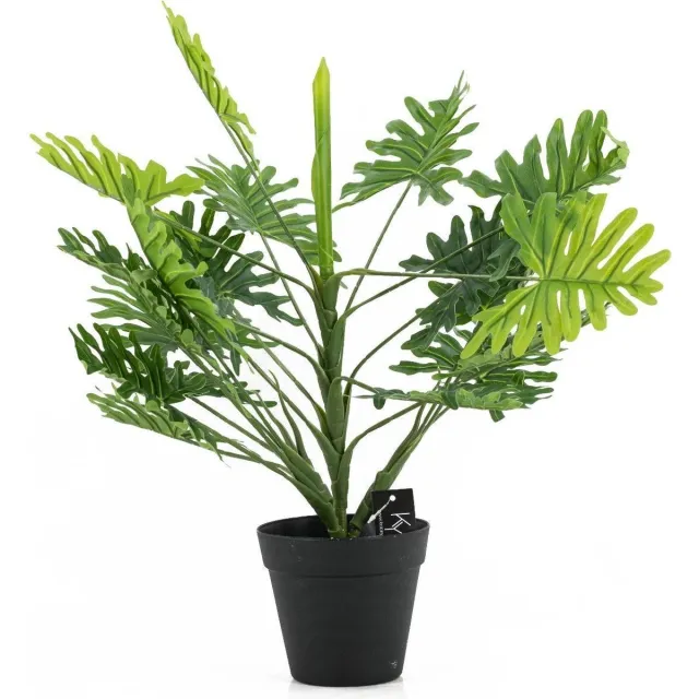 Kolony Philodendron in pot Groen