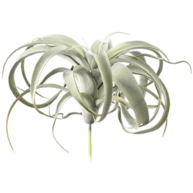PTMD Kunstplant Tillandsia - 18x24x25 cm - Polyester - Groen
