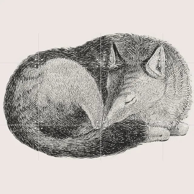 IXXI Sleeping Fox light, IXXI - 80 x 60 cm - Grote wanddecoratie en posters - Houtsnede, Vintage, Illustraties, Line art, Babykamer, Woonkamer Rustig / Bruin / Lichte tinten / Pastel kleuren