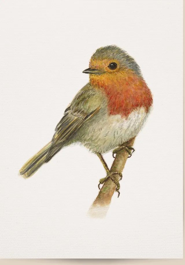 World of Mies poster roodborstje - A4 - mooi dik papier - Snel verzonden! - vogel - dieren in aquarel - geschilderd door Mies