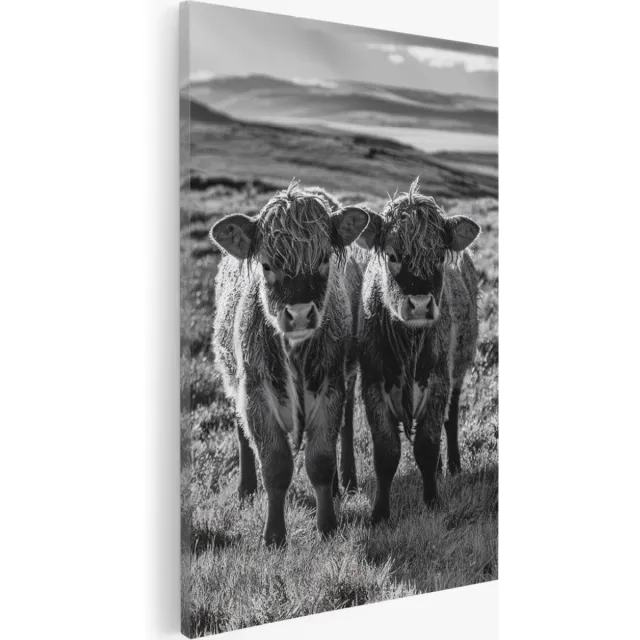 Saammp Canvas Schilderij - 2 Jonge schotse hooglander koeien - Natuur - Dieren - 40x60 - Foto op canvas - Wanddecoratie - Muurdecoratie Woonkamer - Slaapkamer decoratie - Canvas Print Multicolor