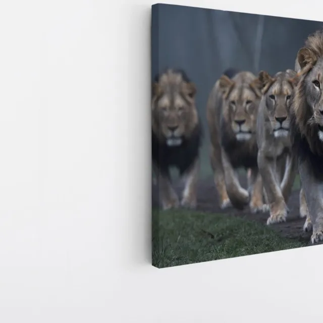 Saammp Canvas Schilderij - Leeuwen familie op pad - Dieren - Natuur - 30x30 - Foto op canvas - Wanddecoratie - Muurdecoratie Woonkamer - Slaapkamer decoratie - Canvas Print Multicolor