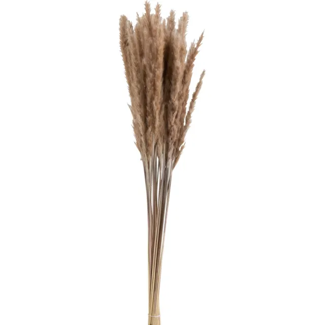 J-Line droogbloemen Bundel Pennisetum - gedroogd gras - bruin - 2 stuks Naturel