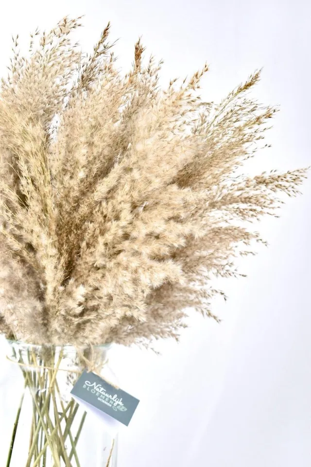 Natuurlijk Bloemen Pampas Pluimen - Fluffy - 20 stuks - Droogbloemen boeket - 70 cm - Natuurlijk Bloemen Bruin